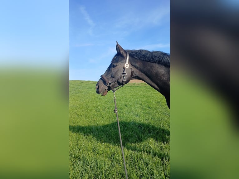 Deutsches Sportpferd Stute 6 Jahre 169 cm Rappe in Maisach