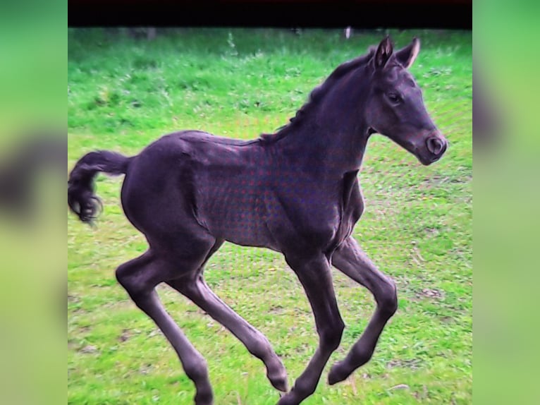 Deutsches Sportpferd Stute 6 Jahre 169 cm Rappe in Maisach