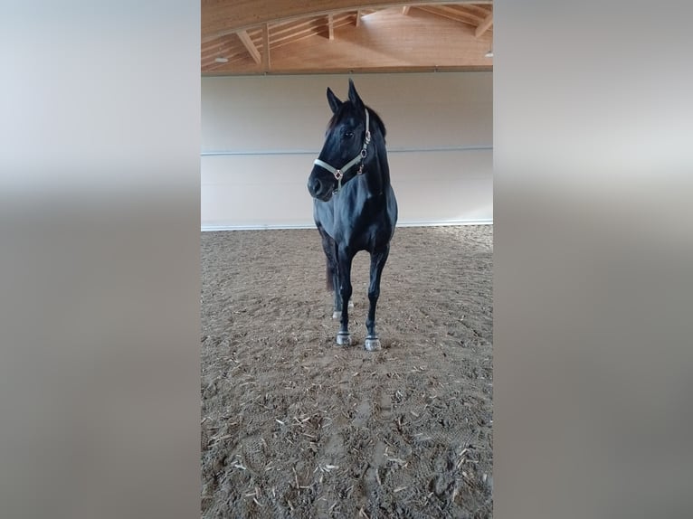 Deutsches Sportpferd Stute 6 Jahre 169 cm Rappe in Maisach