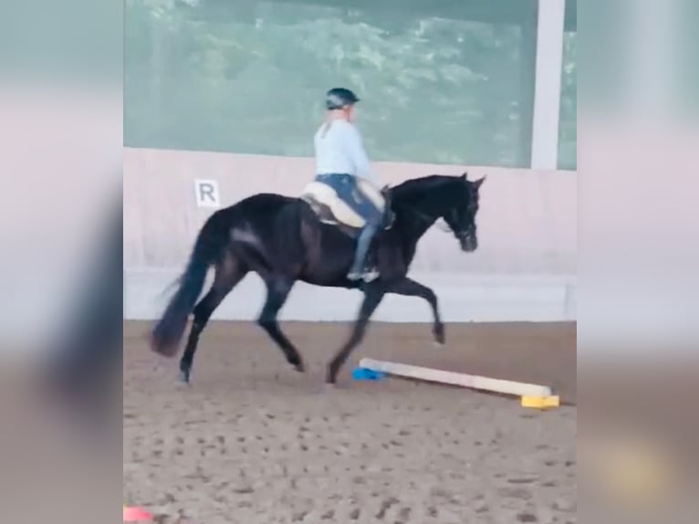 Deutsches Sportpferd Stute 6 Jahre 169 cm Rappe in Maisach