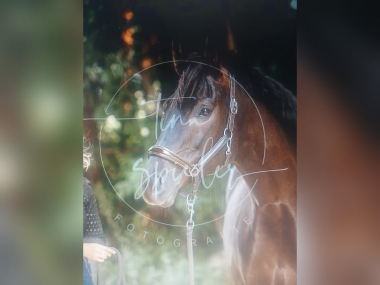 Deutsches Sportpferd Stute 6 Jahre 169 cm Rappe in Maisach