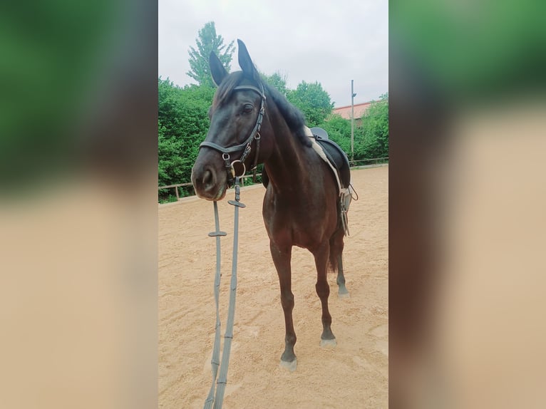 Deutsches Sportpferd Stute 6 Jahre 169 cm Rappe in Maisach