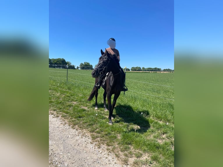 Deutsches Sportpferd Stute 6 Jahre 169 cm Rappe in Maisach