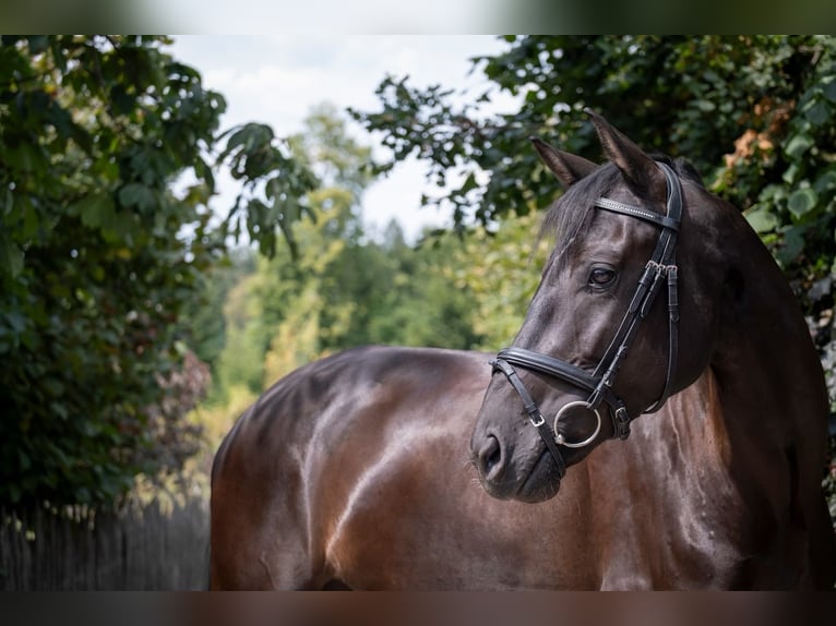 Deutsches Sportpferd Stute 6 Jahre 169 cm Schwarzbrauner in Großweil