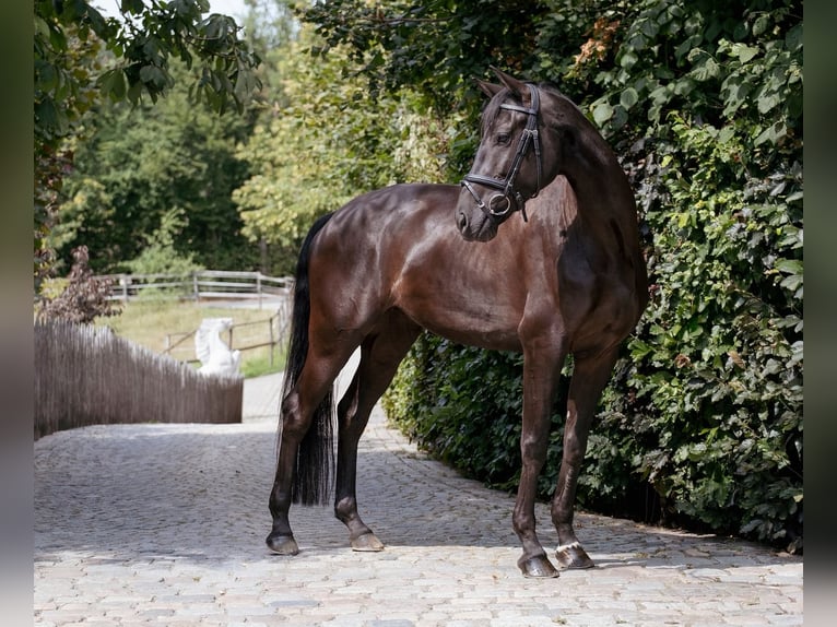 Deutsches Sportpferd Stute 6 Jahre 169 cm Schwarzbrauner in Großweil