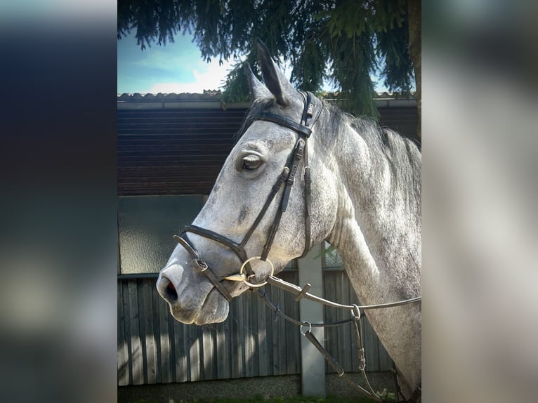 Deutsches Sportpferd Stute 6 Jahre 170 cm Apfelschimmel in Pelmberg