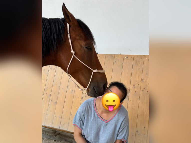 Deutsches Sportpferd Stute 6 Jahre 170 cm Brauner in Aying