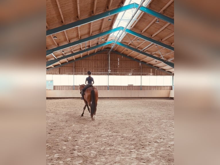Deutsches Sportpferd Stute 6 Jahre 170 cm Brauner in Aying
