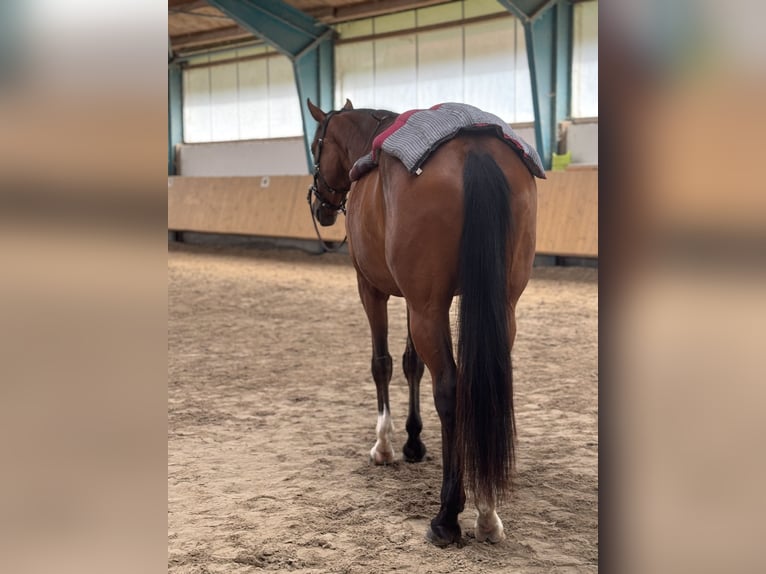 Deutsches Sportpferd Stute 6 Jahre 170 cm Brauner in Aying