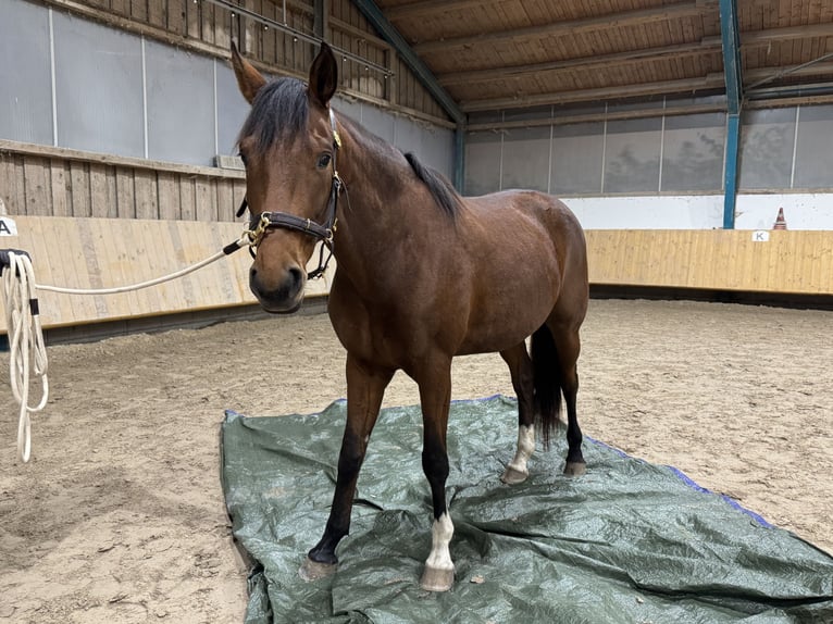 Deutsches Sportpferd Stute 6 Jahre 170 cm Brauner in Aying