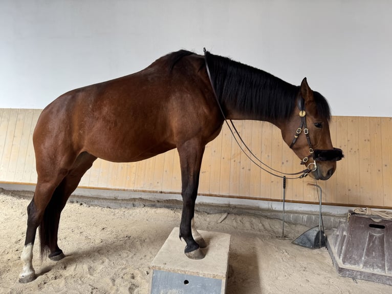 Deutsches Sportpferd Stute 6 Jahre 170 cm Brauner in Feldkirchen-Westerham