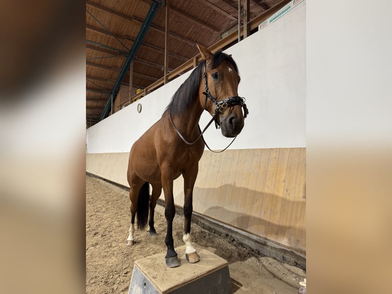 Deutsches Sportpferd Stute 6 Jahre 170 cm Brauner in Feldkirchen-Westerham