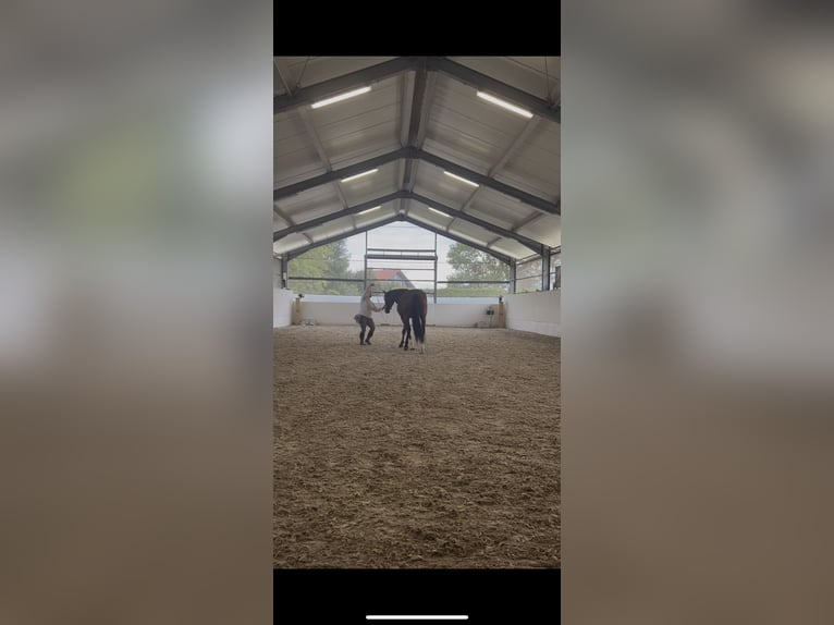 Deutsches Sportpferd Stute 6 Jahre 170 cm Brauner in Feldkirchen-Westerham