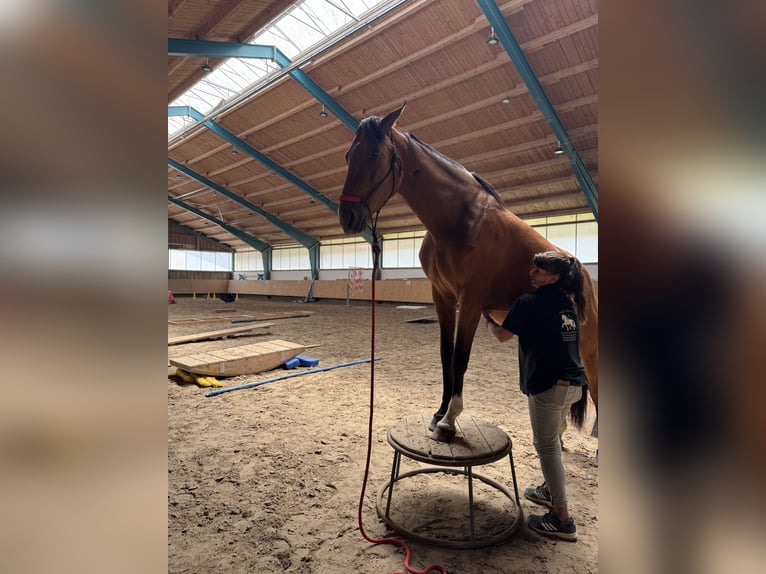 Deutsches Sportpferd Stute 6 Jahre 170 cm Brauner in Feldkirchen-Westerham