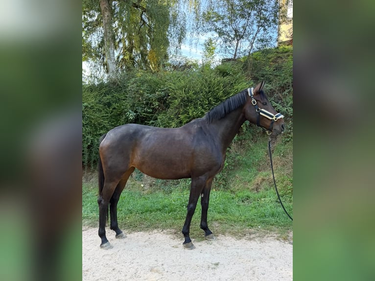 Deutsches Sportpferd Stute 6 Jahre 170 cm Brauner in Überherrn
