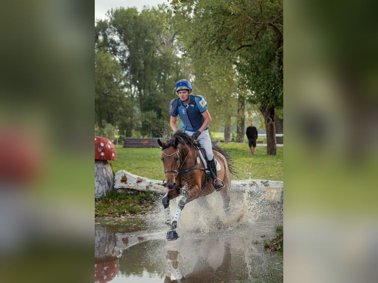 Deutsches Sportpferd Stute 6 Jahre 170 cm Brauner in Gotha