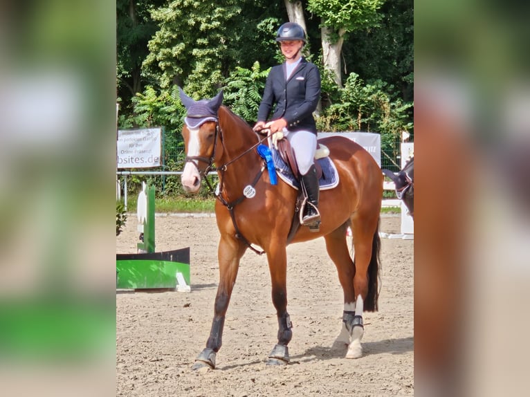 Deutsches Sportpferd Stute 6 Jahre 170 cm Brauner in Herxheim