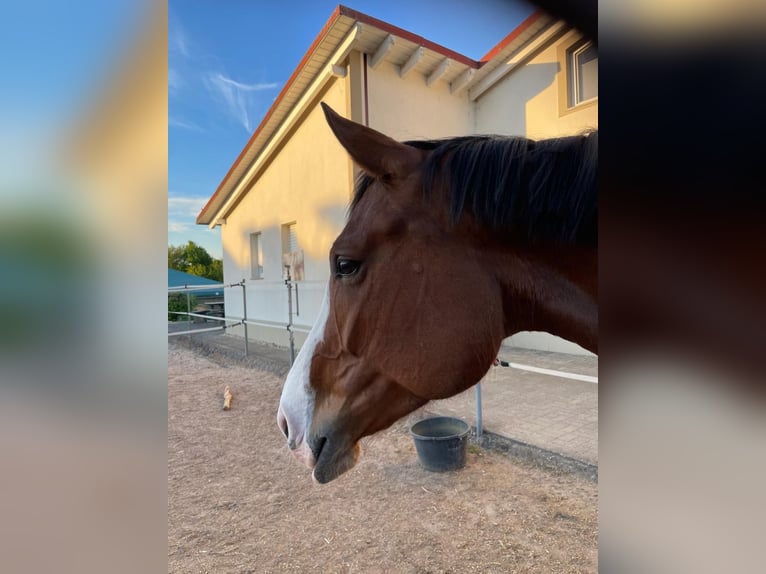 Deutsches Sportpferd Stute 6 Jahre 170 cm Brauner in Herxheim