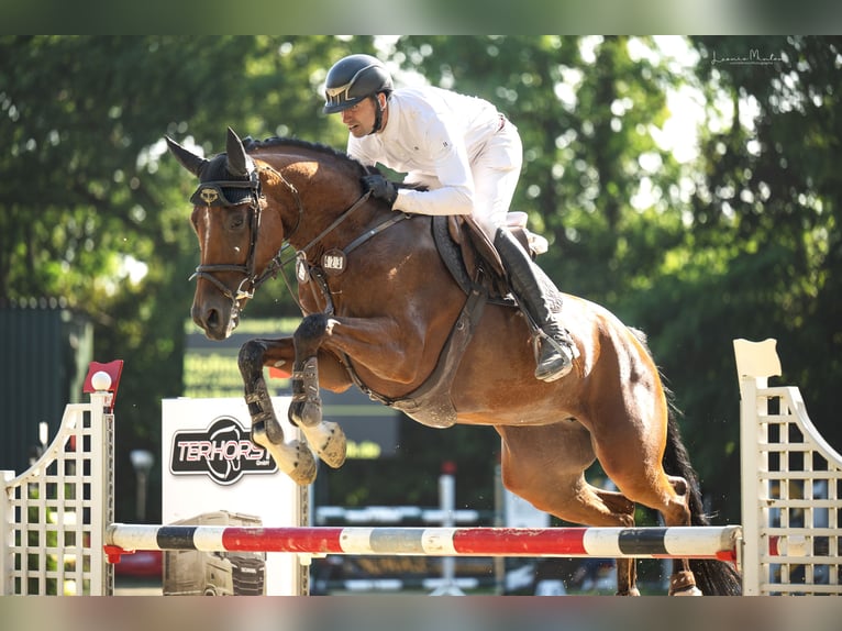 Deutsches Sportpferd Stute 6 Jahre 170 cm Brauner in Nettetal