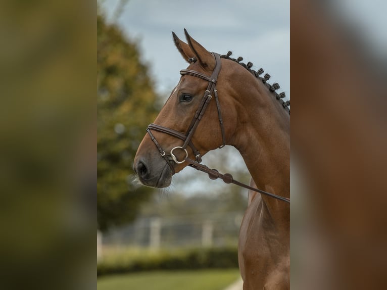 Deutsches Sportpferd Stute 6 Jahre 170 cm Brauner in Gomadingen