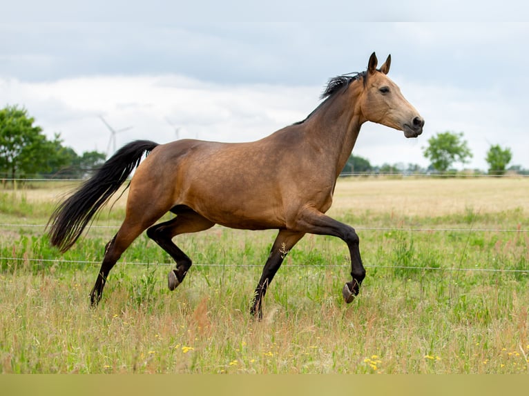 Deutsches Sportpferd Stute 6 Jahre 170 cm Buckskin in Pritzwalk