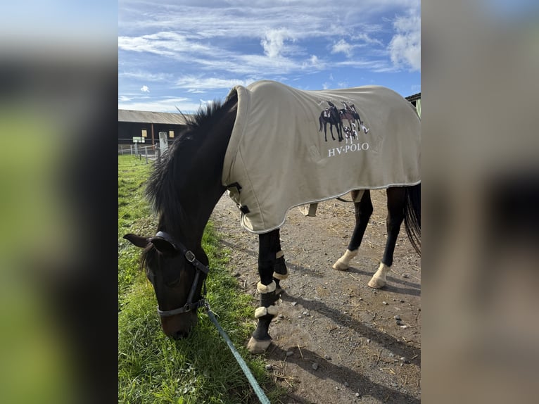 Deutsches Sportpferd Stute 6 Jahre 170 cm Dunkelbrauner in Kefenrod