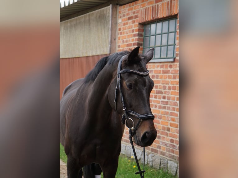 Deutsches Sportpferd Stute 6 Jahre 170 cm Dunkelbrauner in Kyritz