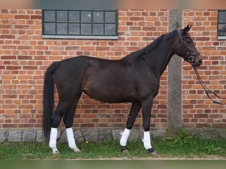 Deutsches Sportpferd Stute 6 Jahre 170 cm Dunkelbrauner in Kyritz