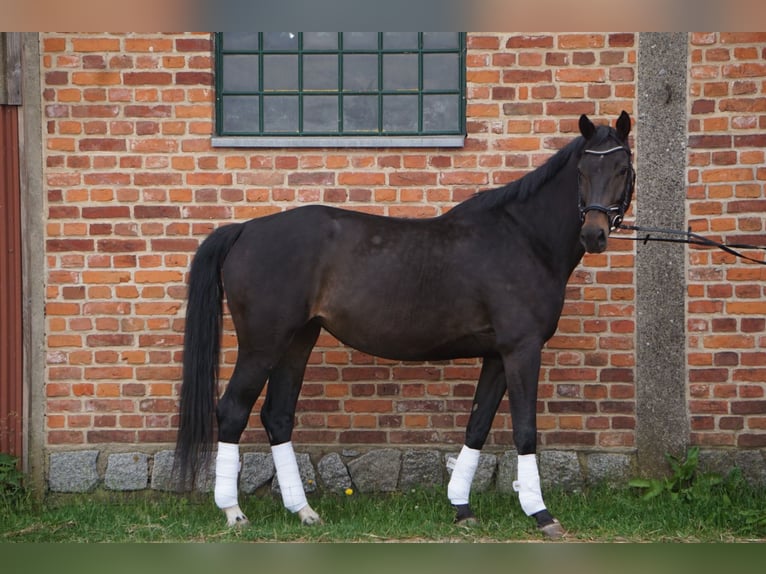 Deutsches Sportpferd Stute 6 Jahre 170 cm Dunkelbrauner in Kyritz