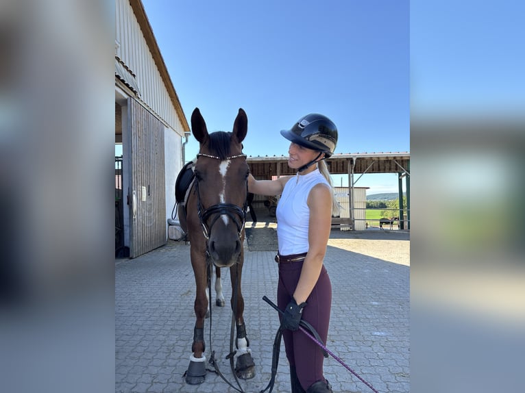 Deutsches Sportpferd Stute 6 Jahre 170 cm Dunkelfuchs in Aurach