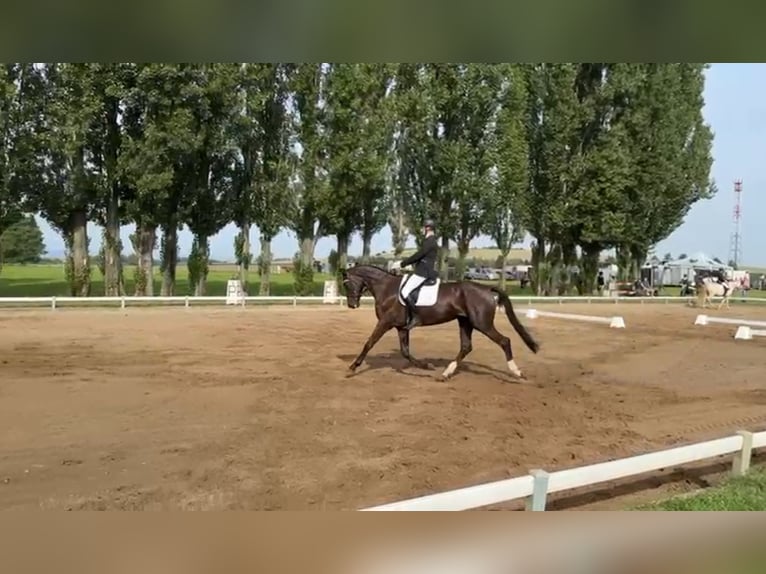 Deutsches Sportpferd Stute 6 Jahre 170 cm Rappe in Quedlinburg