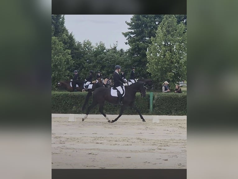 Deutsches Sportpferd Stute 6 Jahre 170 cm Rappe in Quedlinburg
