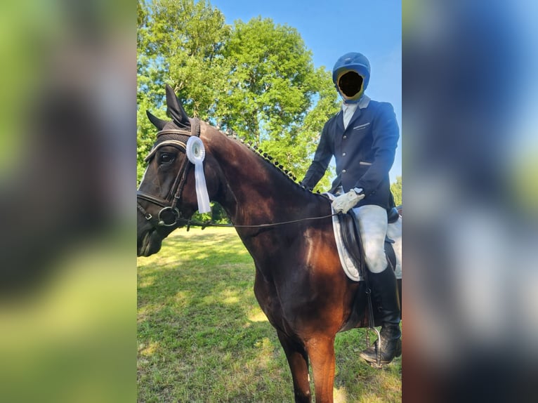 Deutsches Sportpferd Stute 6 Jahre 170 cm Rappe in Quedlinburg