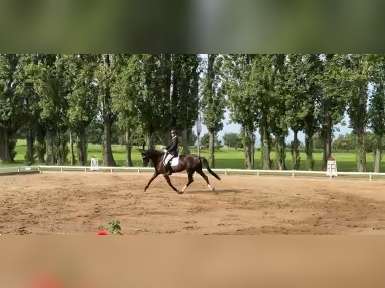 Deutsches Sportpferd Stute 6 Jahre 170 cm Rappe in Quedlinburg