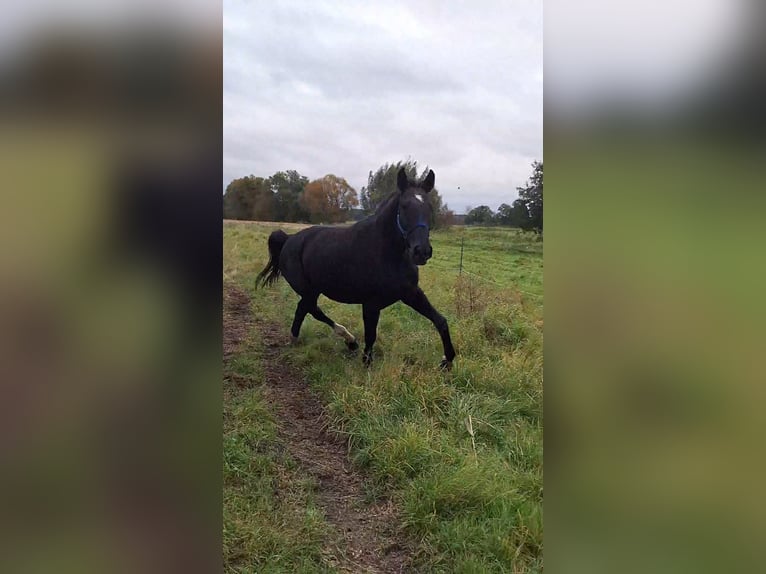Deutsches Sportpferd Stute 6 Jahre 170 cm Rappe in Neustadt dosse