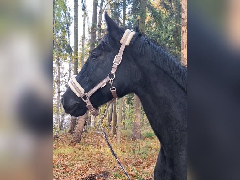 Deutsches Sportpferd Stute 6 Jahre 170 cm Rappe in Neustadt dosse