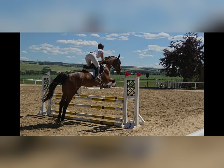 Deutsches Sportpferd Stute 6 Jahre 170 cm in Oberoppurg