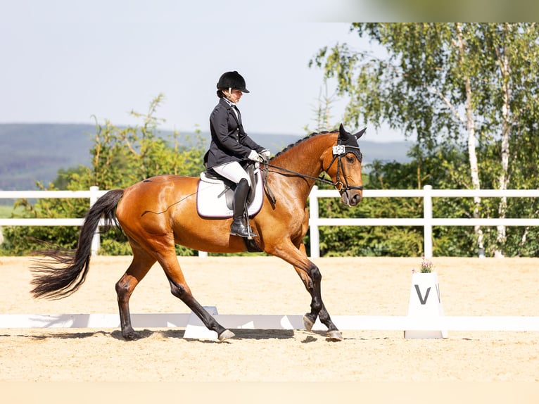 Deutsches Sportpferd Stute 6 Jahre 170 cm in Oberoppurg