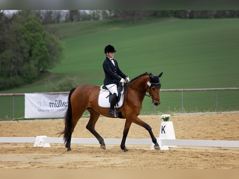 Deutsches Sportpferd Stute 6 Jahre 170 cm in Oberoppurg