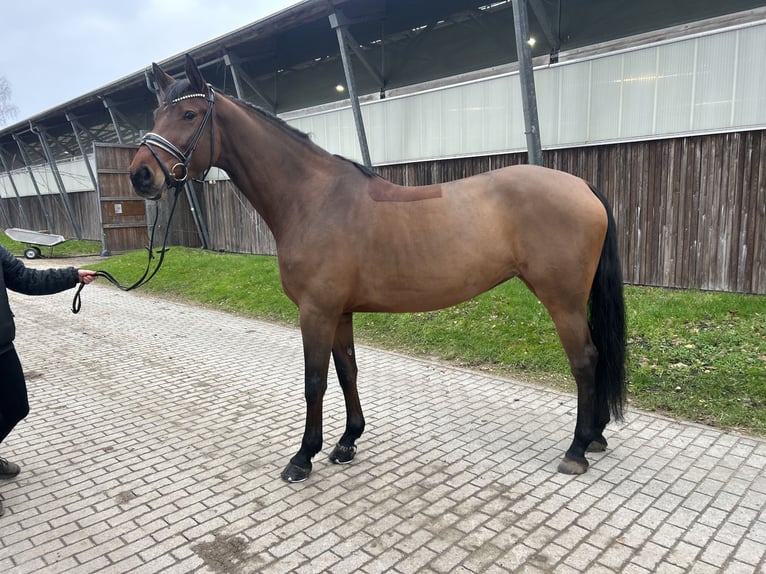 Deutsches Sportpferd Stute 6 Jahre 171 cm Brauner in Phöben