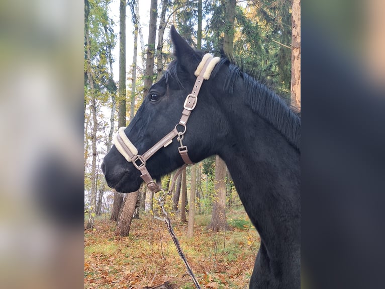 Deutsches Sportpferd Stute 6 Jahre 171 cm Rappe in Prignitz