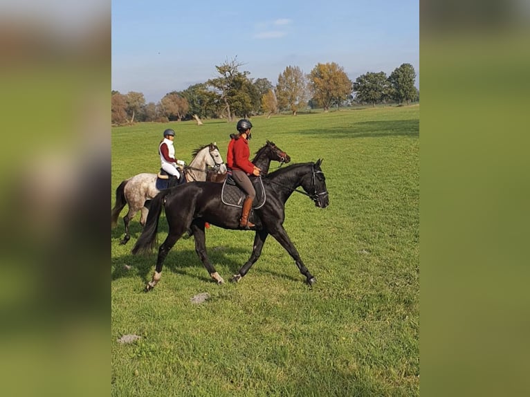 Deutsches Sportpferd Stute 6 Jahre 171 cm Rappe in Prignitz