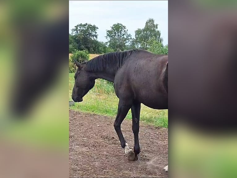 Deutsches Sportpferd Stute 6 Jahre 171 cm Rappe in Prignitz