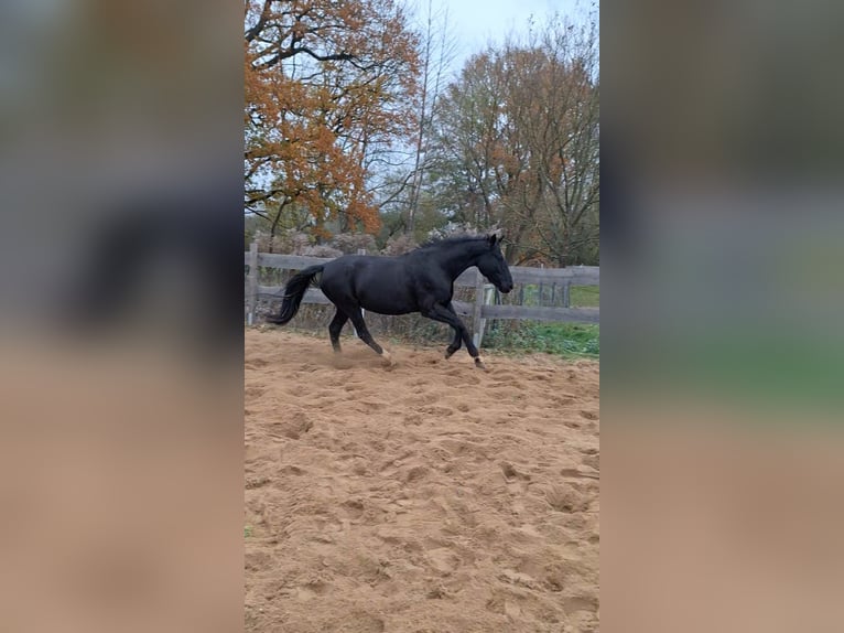 Deutsches Sportpferd Stute 6 Jahre 171 cm Rappe in Prignitz