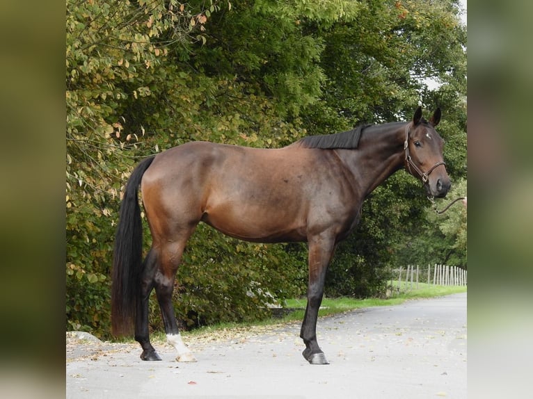 Deutsches Sportpferd Stute 6 Jahre 172 cm Brauner in Verl