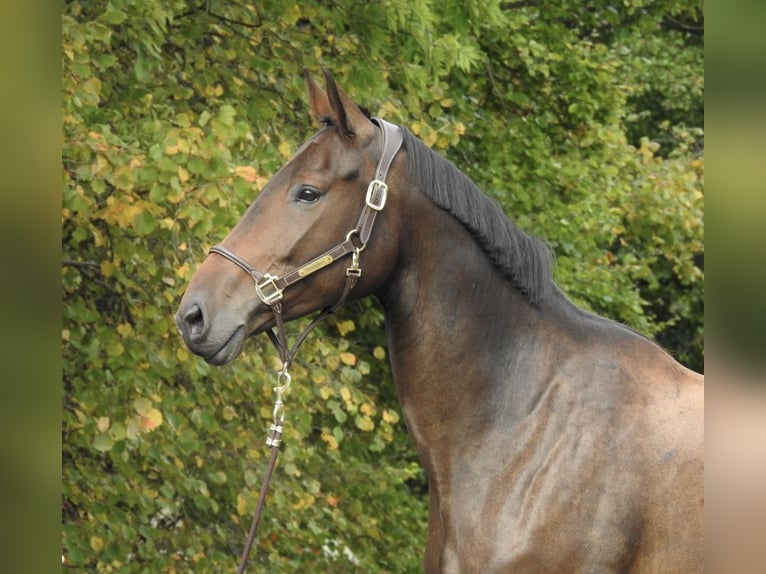 Deutsches Sportpferd Stute 6 Jahre 172 cm Brauner in Verl