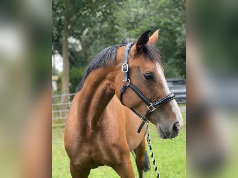 Deutsches Sportpferd Stute 6 Jahre 172 cm Brauner in Trebbin