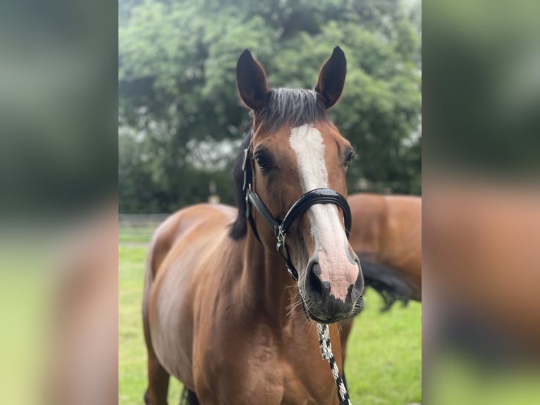 Deutsches Sportpferd Stute 6 Jahre 172 cm Brauner in Trebbin