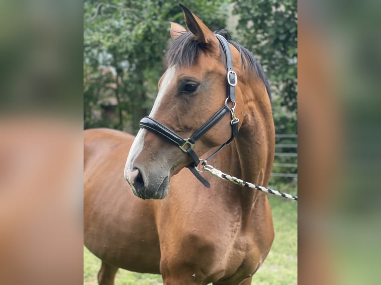 Deutsches Sportpferd Stute 6 Jahre 172 cm Brauner in Trebbin