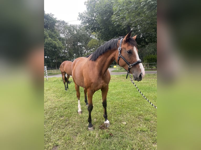 Deutsches Sportpferd Stute 6 Jahre 172 cm Brauner in Trebbin